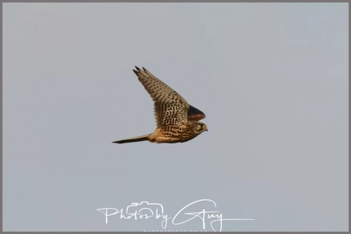 16 feb 2025 :Kestrell in flight near Frizington , Cumbria