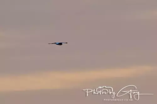 12 Nov 2024 : Frizington, Cumbria - Hen Harrier
