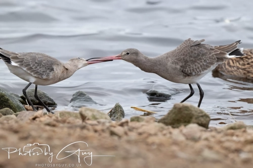 29 December 2024 , Martin Mere, Lancashire
