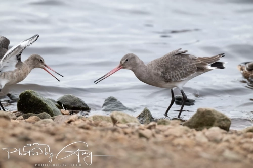 29 December 2024 , Martin Mere, Lancashire