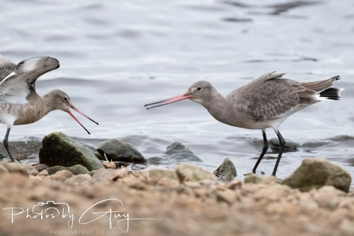 29 December 2024 , Martin Mere, Lancashire
