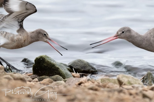 29 December 2024 , Martin Mere, Lancashire