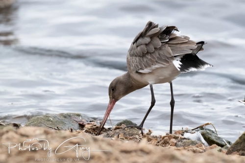29 December 2024 , Martin Mere, Lancashire