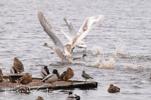 29 December 2024 , Martin Mere, Lancashire