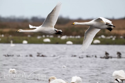29 December 2024 , Martin Mere, Lancashire