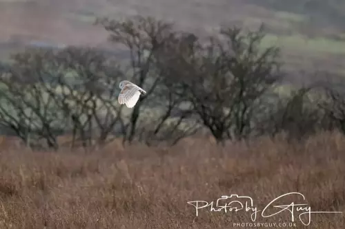 12 Nov 2024 : Frizington, Cumbria - Barn Owl