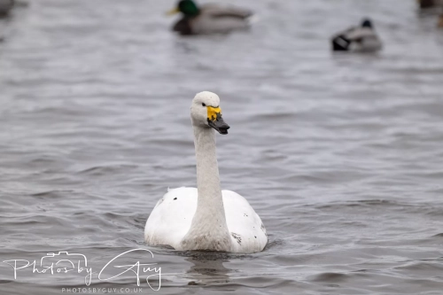 29 December 2024 , Martin Mere, Lancashire