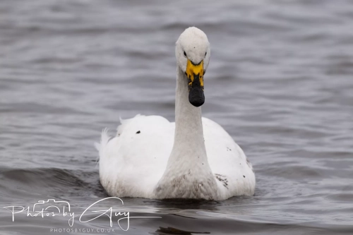 29 December 2024 , Martin Mere, Lancashire