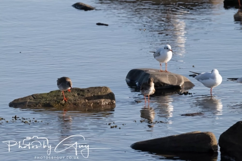 22 Feb 2025 redshanks and Black Headed Gulls- Whitely Bay, St Marys Lighthouse, Northumbria