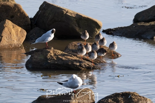 22 Feb 2025 redshanks and Black Headed Gulls- Whitely Bay, St Marys Lighthouse, Northumbria