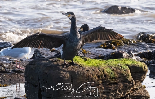 22 Feb 2025 Cormorant- Whitely Bay, St Marys Lighthouse, Northumbria