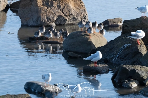 22 Feb 2025 redshanks and Black Headed Gulls- Whitely Bay, St Marys Lighthouse, Northumbria