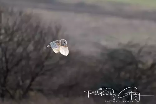 12 Nov 2024 : Frizington, Cumbria - Barn Owl