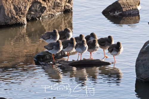 22 Feb 2025 redshanks and Black Headed Gulls- Whitely Bay, St Marys Lighthouse, Northumbria