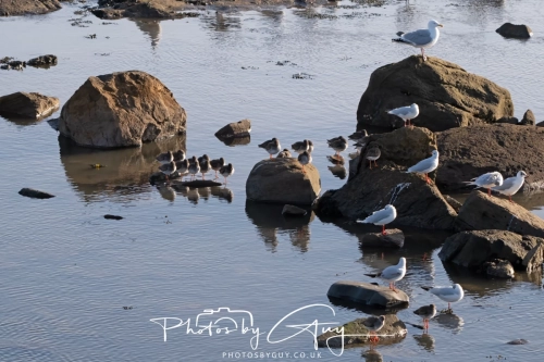 22 Feb 2025 redshanks and Black Headed Gulls- Whitely Bay, St Marys Lighthouse, Northumbria