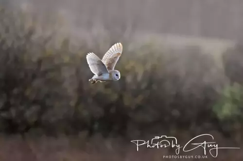 12 Nov 2024 : Frizington, Cumbria - Barn Owl