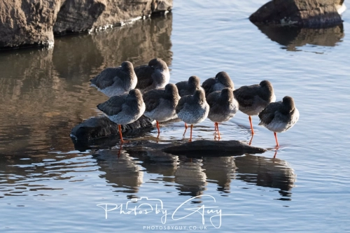 22 Feb 2025 redshanks and Black Headed Gulls- Whitely Bay, St Marys Lighthouse, Northumbria