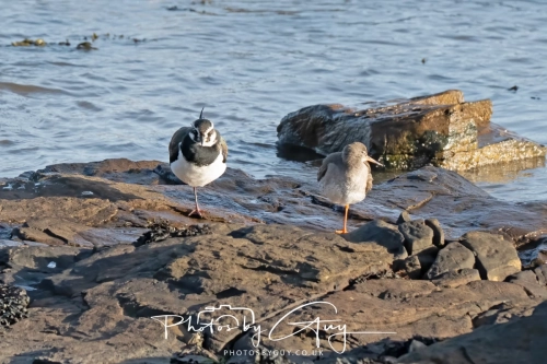 22 Feb 2025 Redshank and Lapwing- Whitely Bay, St Marys Lighthouse, Northumbria