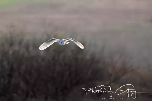 12 Nov 2024 : Frizington, Cumbria - Barn Owl