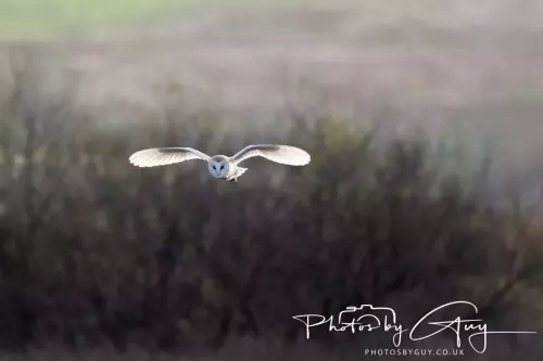 12 Nov 2024 : Frizington, Cumbria - Barn Owl