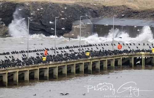 02 January 2025 : Cormorants , Workington