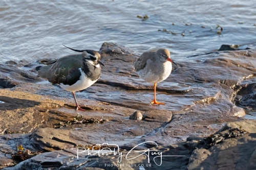 22 Feb 2025 Redshank and Lapwing- Whitely Bay, St Marys Lighthouse, Northumbria