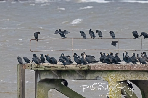 02 January 2025 : Cormorants , Workington