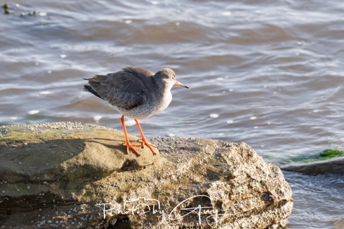 22 Feb 2025 Redshank - Whitely Bay, St Marys Lighthouse, Northumbria