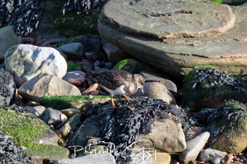 22 Feb 2025 Turnstone - Whitely Bay, St Marys Lighthouse, Northumbria