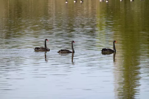 27 - 30 March kiakoura New Zealand