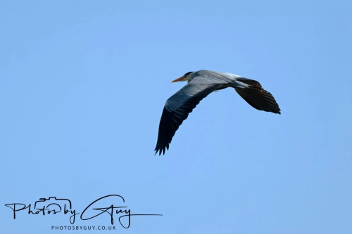 April 3-6 2025 : Arounds Parkside, Cumbria - Grey Heron