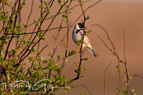 April 3-6 2025 : Arounds Parkside, Cumbria - Reed Bunting