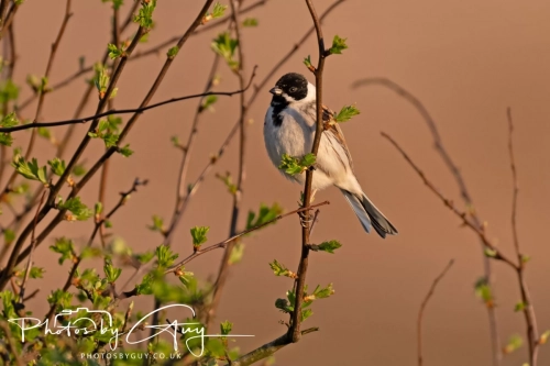 April 3-6 2025 : Arounds Parkside, Cumbria - Reed Bunting