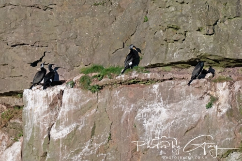 April 3-6 2025 : Arounds Parkside, Cumbria - Nesting Cormarants