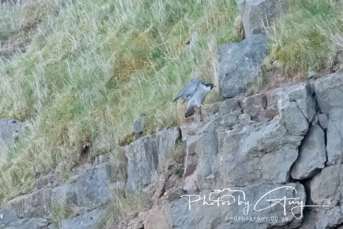 April 3-6 2025 : Arounds Parkside, Cumbria - Peregrine Falcon