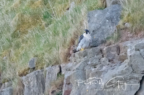 April 3-6 2025 : Arounds Parkside, Cumbria - Peregrine Falcon
