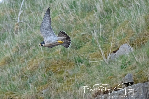 April 3-6 2025 : Arounds Parkside, Cumbria - Peregrine Falcon