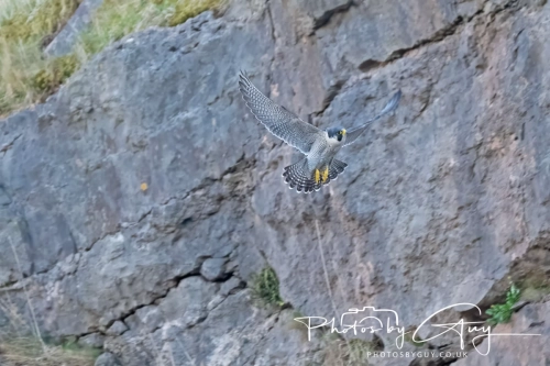 April 3-6 2025 : Arounds Parkside, Cumbria - Peregrine Falcon