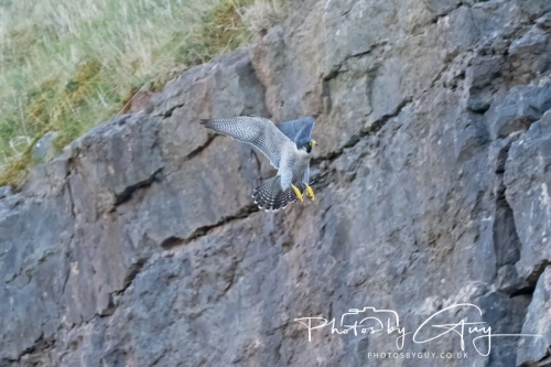 April 3-6 2025 : Arounds Parkside, Cumbria - Peregrine Falcon