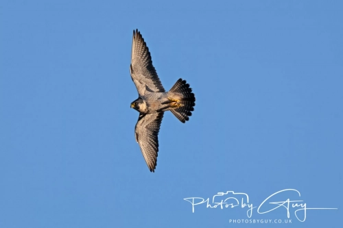 April 3-6 2025 : Arounds Parkside, Cumbria - Peregrine Falcon