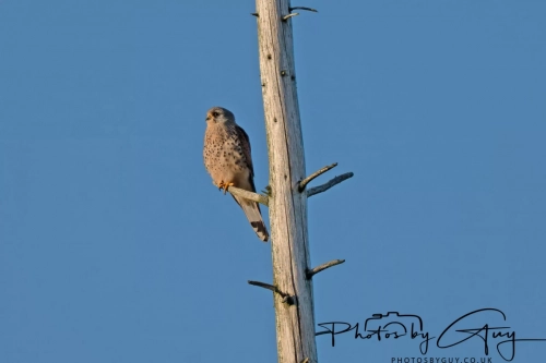 April 3-6 2025 : Arounds Parkside, Cumbria -Kestrel