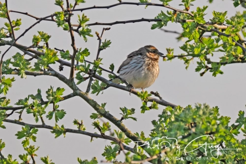 April 3-6 2025 : Arounds Parkside, Cumbria - reed bunting