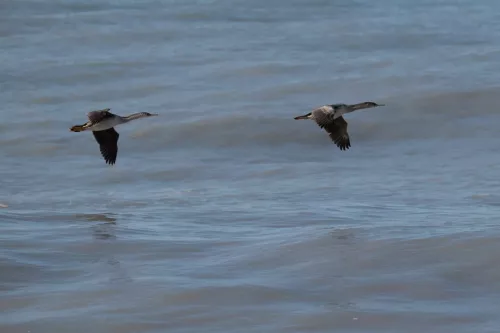 27 - 30 March kiakoura New Zealand