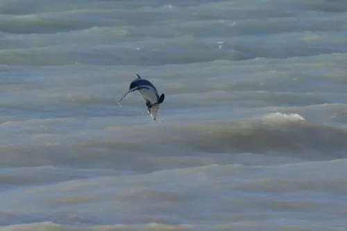 27 - 30 March kiakoura New Zealand