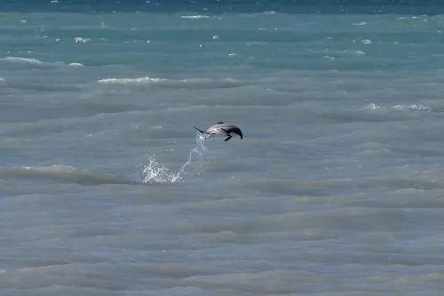 27 - 30 March kiakoura New Zealand