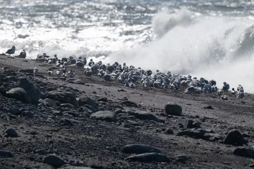 27 - 30 March kiakoura New Zealand