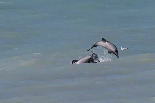 27 - 30 March kiakoura New Zealand