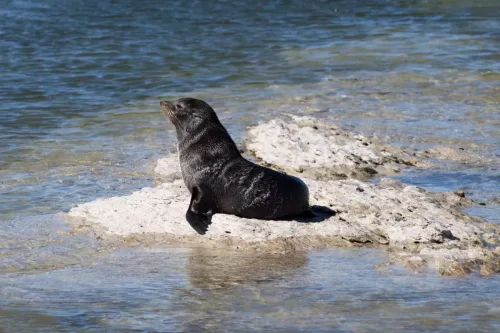 27 - 30 March kiakoura New Zealand