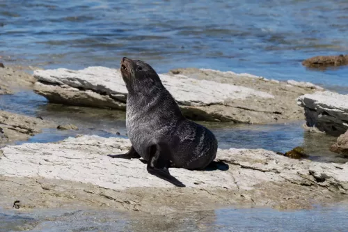 27 - 30 March kiakoura New Zealand