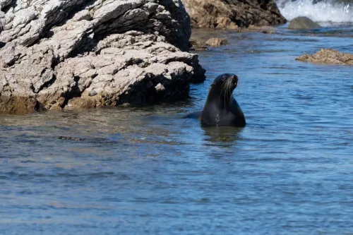 27 - 30 March kiakoura New Zealand